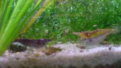 Besatz im Aquarium 54 Liter Asien Becken