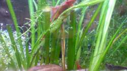 Besatz im Aquarium 54 Liter Asien Becken