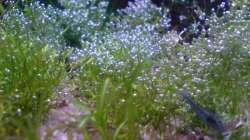 Besatz im Aquarium 54 Liter Asien Becken