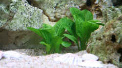 Echinodorus parviflorus tropica