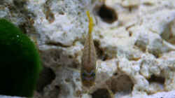 Pseudotropheus elongatus luhuchi (Weibchen)