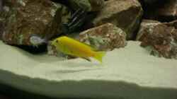 Labidochromis caeruleus `Yellow`