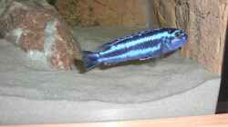 Melanochromis maingano Weibchen