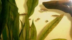 Besatz im Aquarium Amazonas-Becken 2010