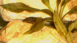 Besatz im Aquarium Amazonas-Becken 2010