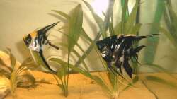 Besatz im Aquarium Amazonas-Becken 2010