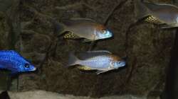 Besatz im Aquarium NonMbuna-Style (aufgelöst)