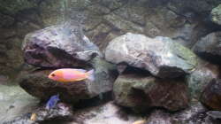 Dekoration im Aquarium NonMbuna-Style (aufgelöst)