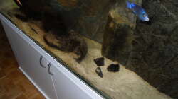 Dekoration im Aquarium NonMbuna-Style (aufgelöst)