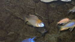 Lethrinops sp. yellow collar masimbwe