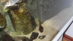 Dekoration im Aquarium NonMbuna-Style (aufgelöst)