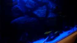 Aquarium NonMbuna-Style (aufgelöst)