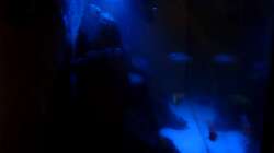 Aquarium NonMbuna-Style (aufgelöst)