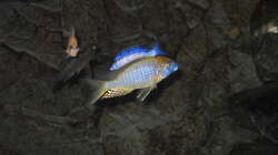 Lethrinops sp. yellow collar masimbwe