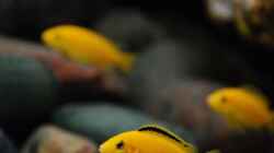 Yellow Bock im Vordergrund - Yellow Weibchen im Hintergrund