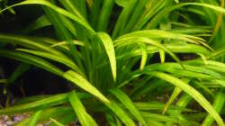 Pflanzen im Aquarium 240 Liter