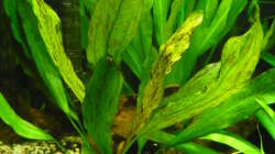 Pflanzen im Aquarium 240 Liter