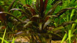 Pflanzen im Aquarium 240 Liter
