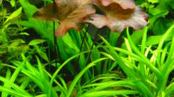 Pflanzen im Aquarium 240 Liter