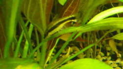 Besatz im Aquarium 240 Liter