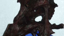 Dekoration im Aquarium 240 Liter