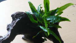 Dekoration im Aquarium 240 Liter