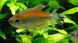 Besatz im Aquarium 240 Liter