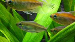 Besatz im Aquarium 240 Liter