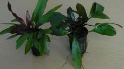 Echinodorus ´Red Rubin´ und ´Red Flame´