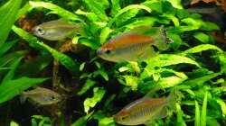 Besatz im Aquarium 240 Liter