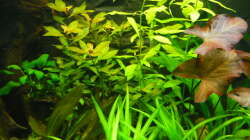 Pflanzen im Aquarium 240 Liter