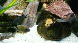 Besatz im Aquarium Malawi 260