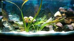 Aquarium Malawi 260