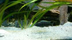 Besatz im Aquarium Malawi 260