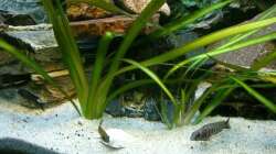 Besatz im Aquarium Malawi 260