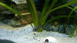 Besatz im Aquarium Malawi 260