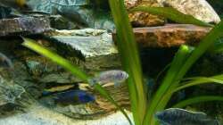 Besatz im Aquarium Malawi 260