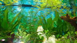 Pflanzen im Aquarium Becken 13252