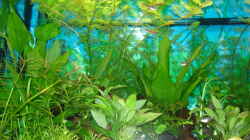 Pflanzen im Aquarium Becken 13252