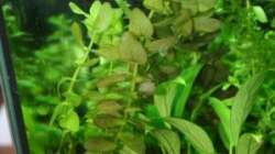 Pflanzen im Aquarium Perlhühnchen existiert nicht mehr