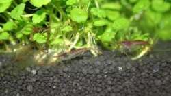 Besatz im Aquarium Perlhühnchen existiert nicht mehr