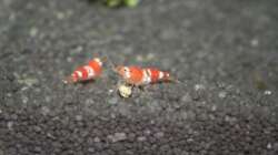 Lecker Garnelen Futterstick