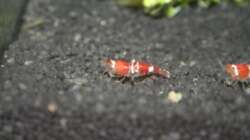 Besatz im Aquarium Perlhühnchen existiert nicht mehr