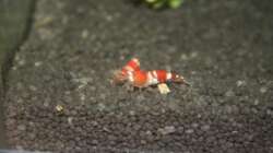 Besatz im Aquarium Perlhühnchen existiert nicht mehr