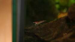 Besatz im Aquarium Perlhühnchen existiert nicht mehr