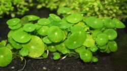 Hydrocotyle vertivillata