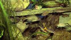 Cyprichromis und Ophtalmotilapia