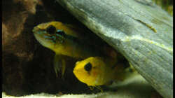 Besatz im Aquarium Gesellschaft auf 84l