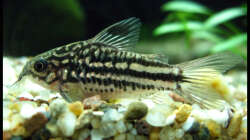 Besatz im Aquarium Gesellschaft auf 84l