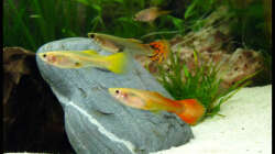 Besatz im Aquarium Gesellschaft auf 84l